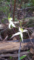 Caladenia rigida