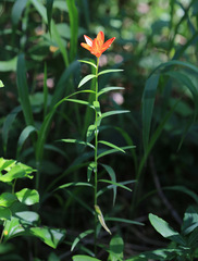 Lilium concolor partheneion