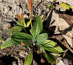Plantago camtschatica