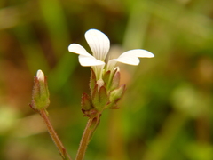Saxifraga granulata