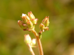 Saxifraga granulata