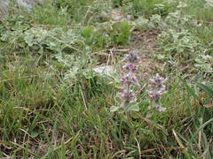 Stachys cretica