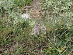 Stachys cretica