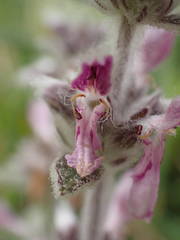 Stachys cretica
