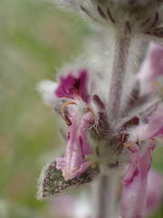 Stachys cretica
