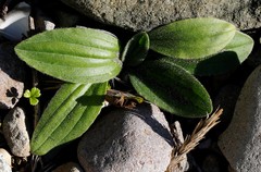 Plantago camtschatica