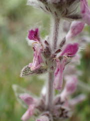 Stachys cretica