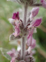 Stachys cretica