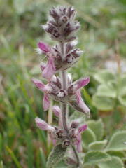 Stachys cretica