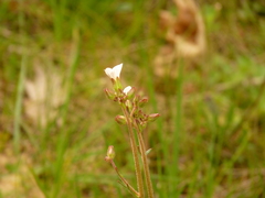 Saxifraga granulata