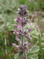 Stachys cretica
