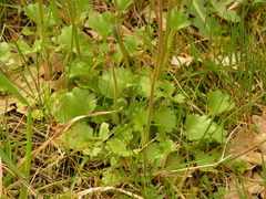 Saxifraga granulata