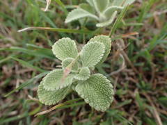 Stachys cretica