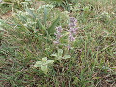 Stachys cretica