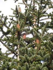 Abies cephalonica
