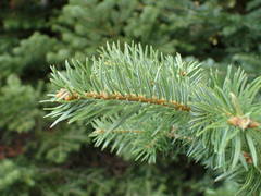 Abies cephalonica