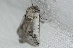 Parahypopta caestrum