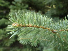 Abies cephalonica