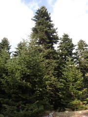 Abies cephalonica
