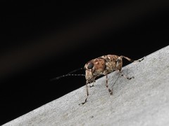 Acorynus