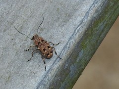 Acorynus
