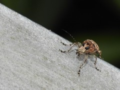 Acorynus