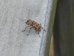 Acorynus