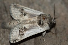 Parahypopta caestrum