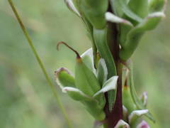 Digitalis ferruginea
