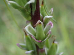 Digitalis ferruginea