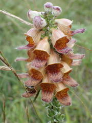 Digitalis ferruginea
