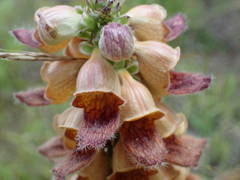 Digitalis ferruginea