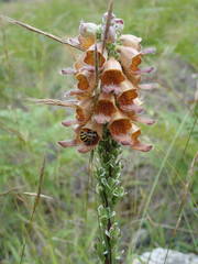Digitalis ferruginea