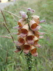 Digitalis ferruginea