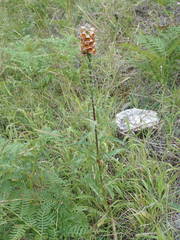 Digitalis ferruginea