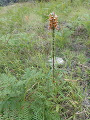 Digitalis ferruginea