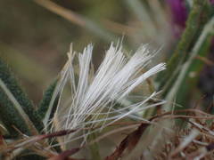 Cirsium heldreichii