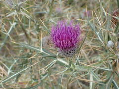 Cirsium heldreichii