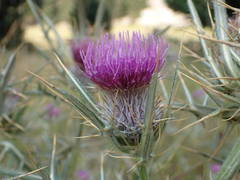 Cirsium heldreichii