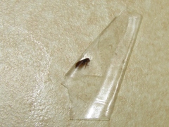 Siphonaptera