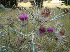 Cirsium heldreichii