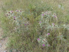 Cirsium heldreichii