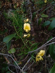 Gompholobium grandiflorum