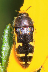 Acmaeodera pulchella