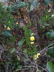 Gompholobium grandiflorum