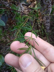 Gompholobium grandiflorum