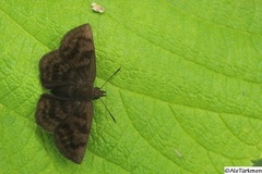 Pellicia dimidiata dimidiata