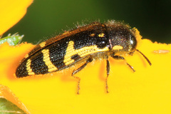 Acmaeodera pulchella