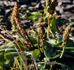 Plantago camtschatica