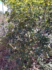 Cordiera